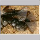 Stylops melittae - Faecherfluegler m41 5mm an Andrena vaga.jpg